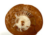 Trias Ammonit Arcestes sp., Bad Goisern, Salzkammergut, Österreich