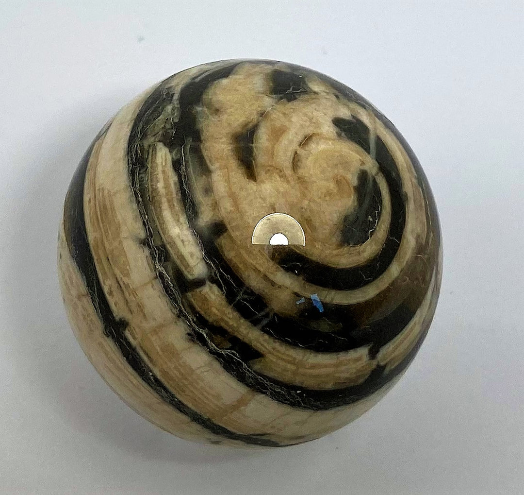 Steinkugel Aactaeonella