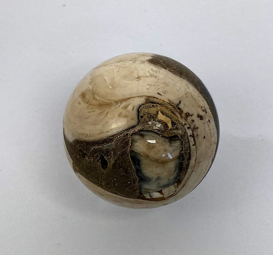 Steinkugel Aactaeonella