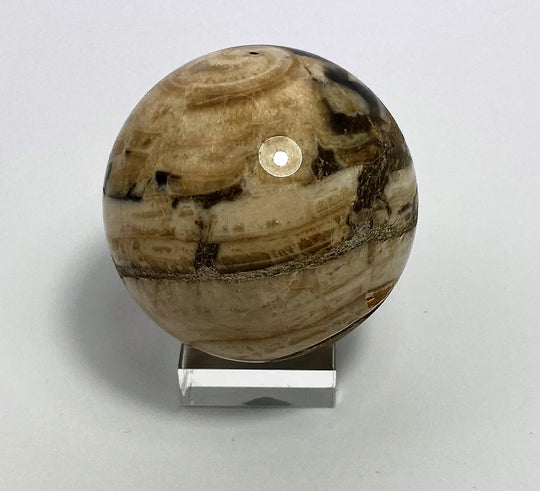 Steinkugel Aactaeonella