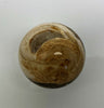 Steinkugel Aactaeonella