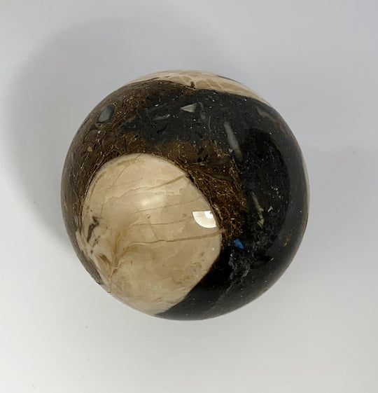 Steinkugel Aactaeonella