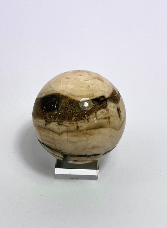 Steinkugel Aactaeonella