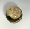 Steinkugel Aactaeonella