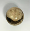 Steinkugel Aactaeonella