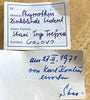 Pyrrhotin, Rodochrosit, Dolomit, Pyrit, Sphalerit, Trepca, Kosovo