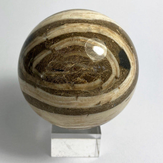 Steinkugel Aactaeonella