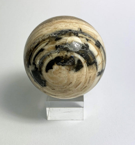 Steinkugel Aactaeonella