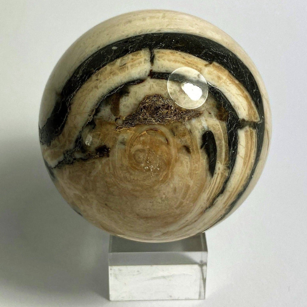 Steinkugel Aactaeonella