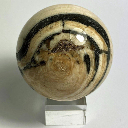 Steinkugel Aactaeonella