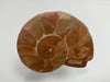 Triassic ammonite Arcestes sp., Bad Goisern, Salzkammergut, Austria