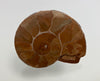 Triassic ammonite Arcestes sp., Bad Goisern, Salzkammergut, Austria