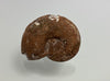 Triassic ammonite Arcestes sp., Bad Goisern, Salzkammergut, Austria